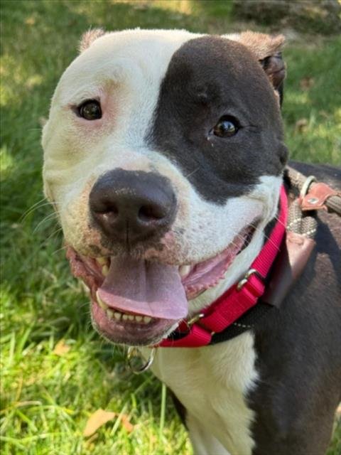 TYSON Image