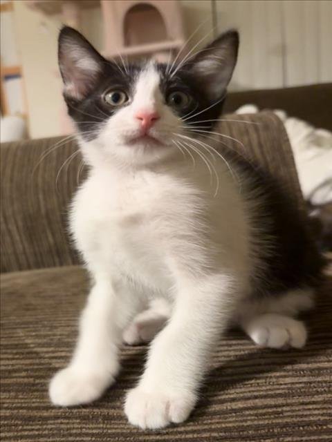 *SMILO - Domestic Short Hair available for adoption