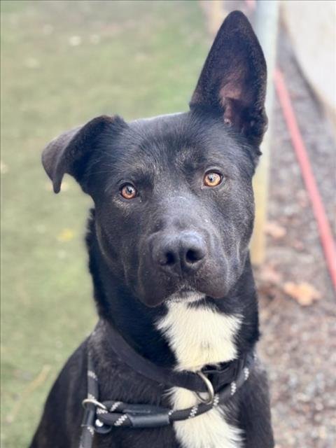 JACKSON - Labrador Retriever available for adoption