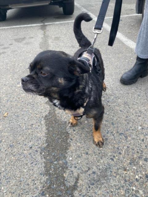 *CHALUPA - Pug / Chihuahua available for adoption