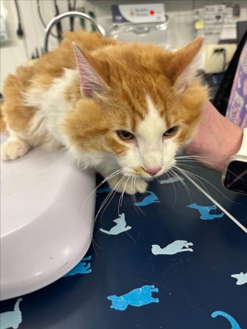 *MOOKIE - Domestic Medium Hair available for adoption