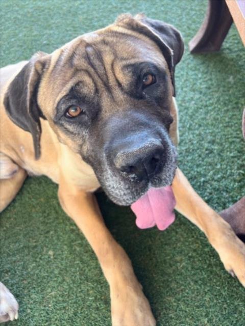 *STANLEY - Bullmastiff available for adoption