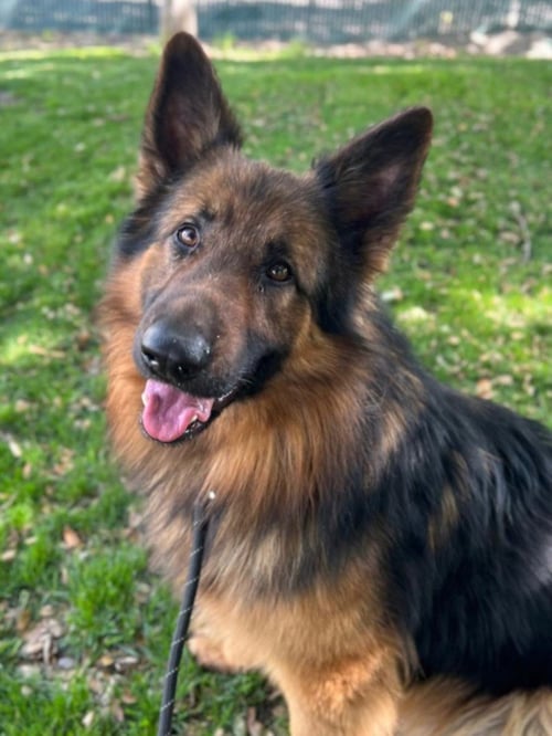 *MCINTOSH - German Shepherd Dog available for adoption