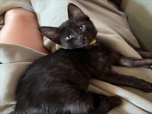 PRETTY BABY (*YELLOW) - Domestic Short Hair available for adoption