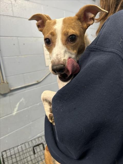 CUPCAKE - Chihuahua available for adoption