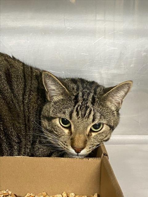 TAZ - Domestic Short Hair available for adoption