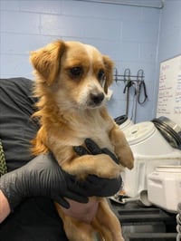 CHICO - Photo 1
