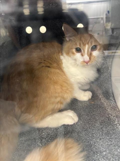 *POOKIE - Domestic Medium Hair available for adoption