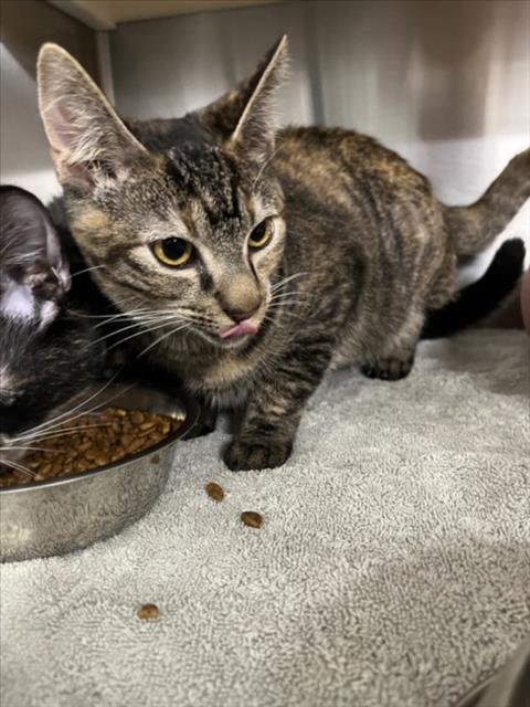 *PENNE - Domestic Short Hair available for adoption