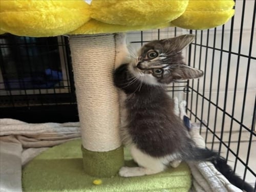 *MISTER - Domestic Short Hair available for adoption