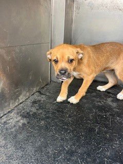 *WHITNEY - Terrier available for adoption