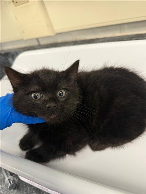 *CHEWY - Domestic Short Hair available for adoption