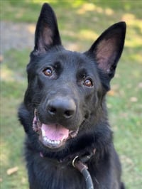 *ONYX - Photo 1