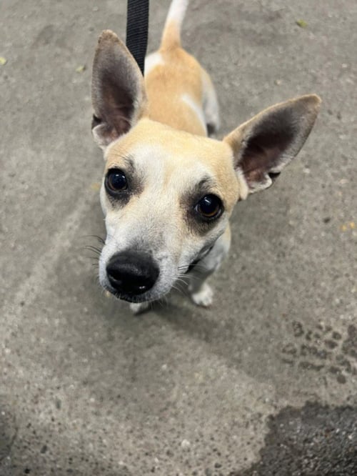 *NIRVANA - Chihuahua available for adoption
