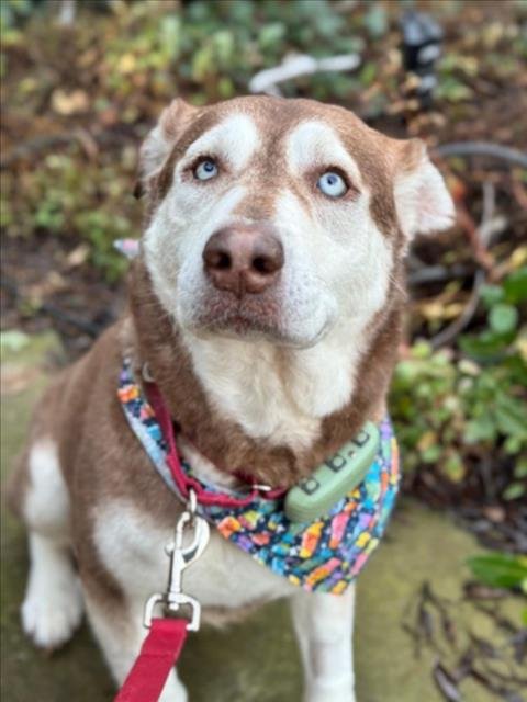 *MILA - Siberian Husky available for adoption