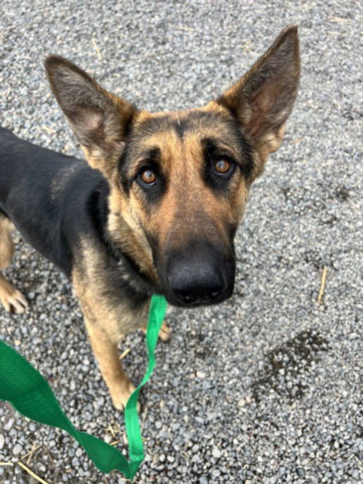 *PAISLEY - German Shepherd Dog available for adoption