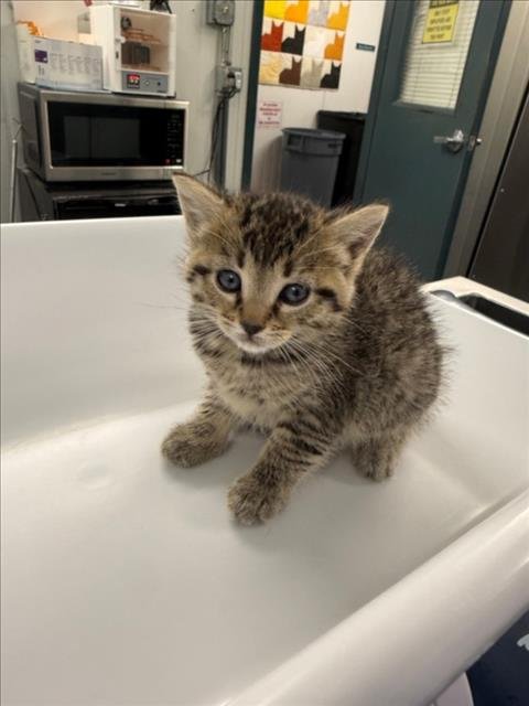*BLUE - Domestic Short Hair available for adoption