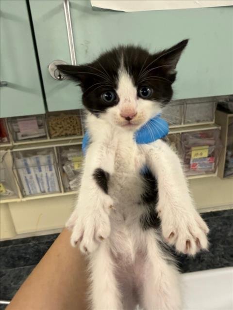 *FLUFF - Domestic Short Hair available for adoption