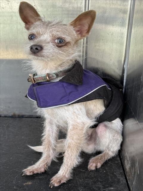 *SICILY - Terrier available for adoption