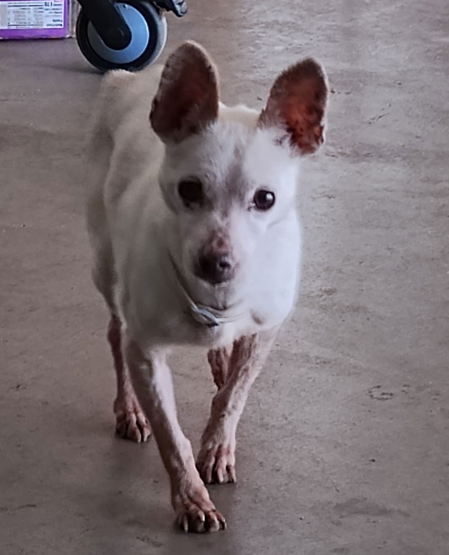 CANDY - Chihuahua available for adoption