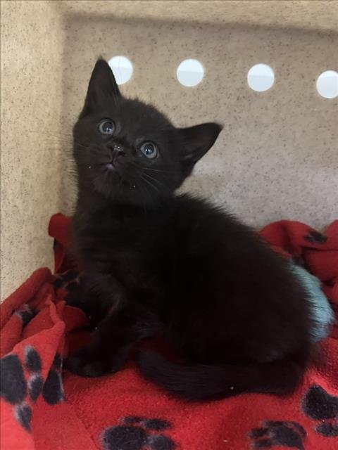 *BEAR - Domestic Short Hair available for adoption