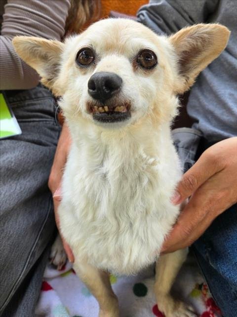 PACO Image