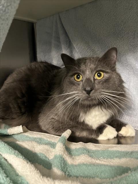 NAO NAO - Domestic Medium Hair available for adoption