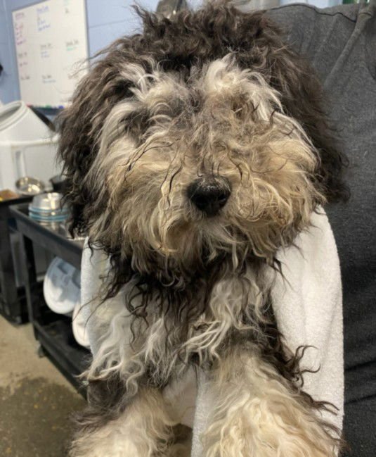 *GRASSHOPPER - Poodle (Miniature) available for adoption