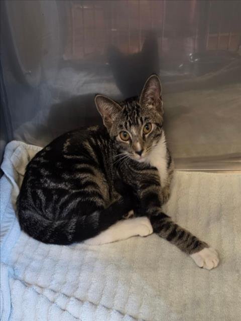 BUBBLES - Domestic Short Hair available for adoption