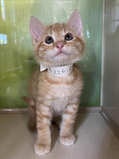 *O'MALLEY Image