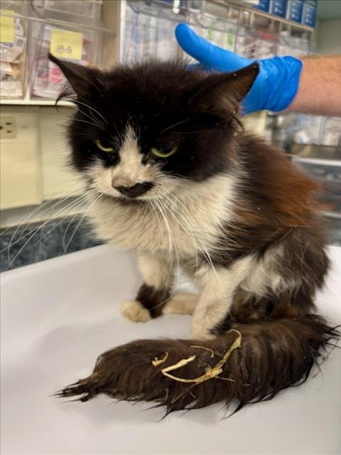 *MADDIE - Domestic Medium Hair available for adoption