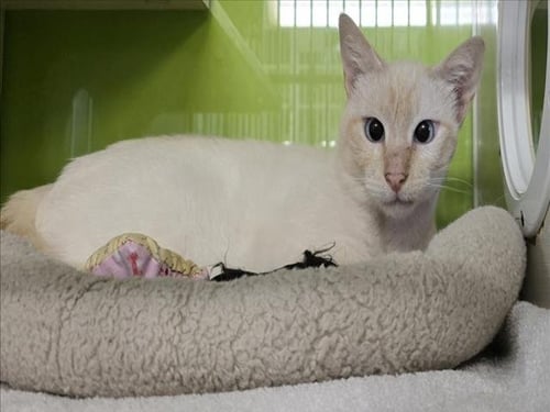 *CASPER - Domestic Short Hair available for adoption