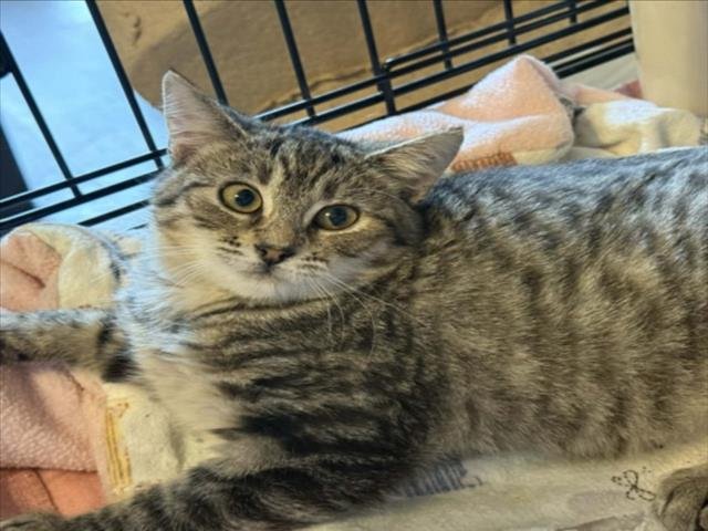 *SHASTA - Domestic Short Hair available for adoption