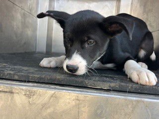 *CASCADE - Border Collie available for adoption