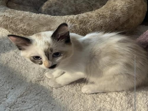*CHARLIE - Domestic Medium Hair available for adoption