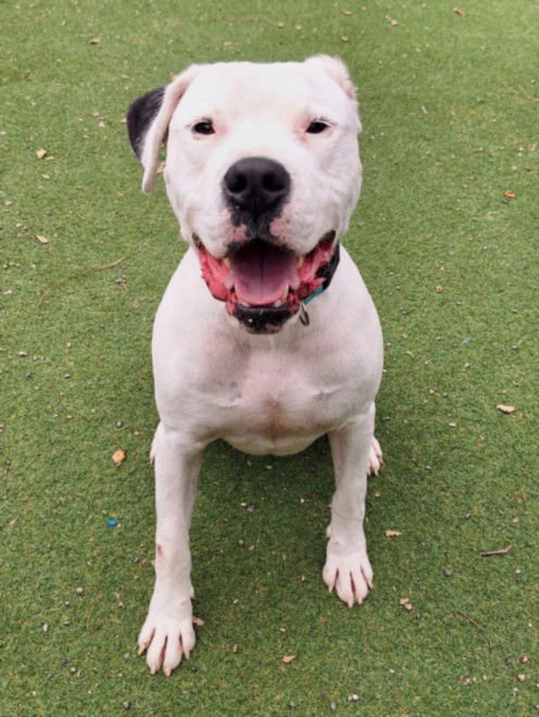 MAI TAI - Dogo Argentino available for adoption