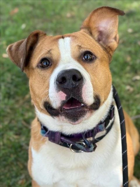 PRINCE - Pit Bull Terrier available for adoption