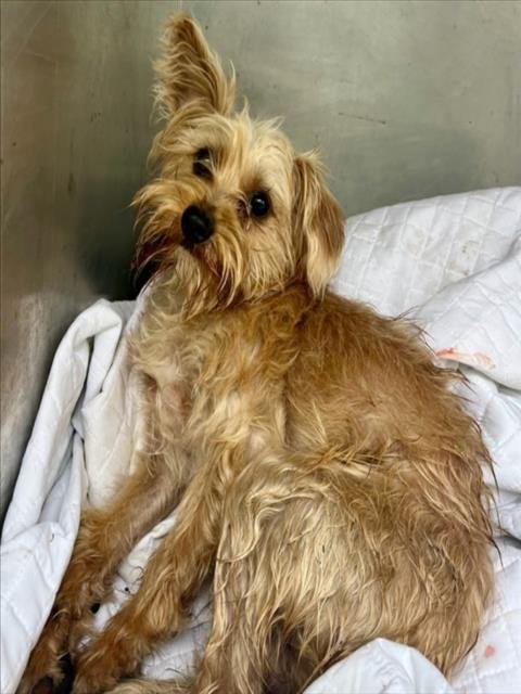 *EQUINOX - Terrier available for adoption