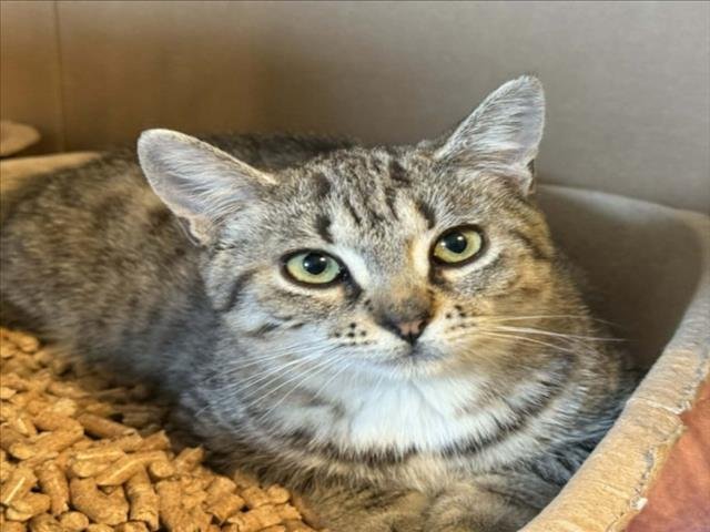 *WHITNEY - Domestic Short Hair available for adoption