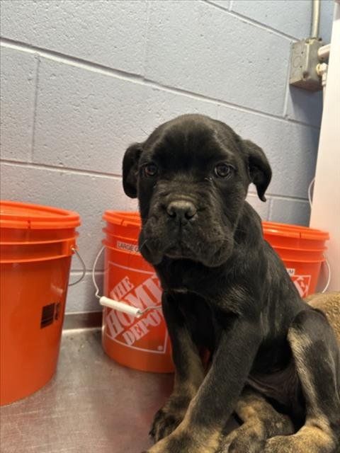 *MADAGASGAR - Mastiff available for adoption