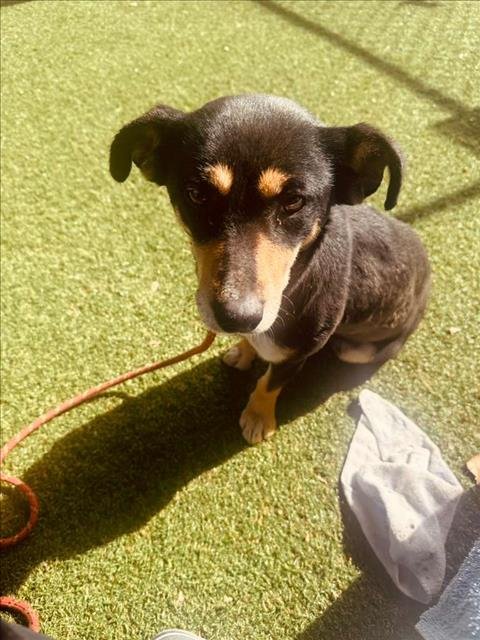 *SONNET - Dachshund available for adoption