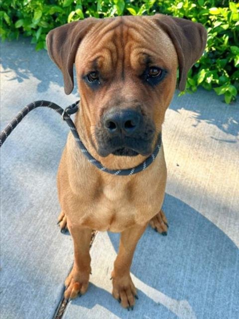 *MANNY - Boxer / Rhodesian Ridgeback available for adoption