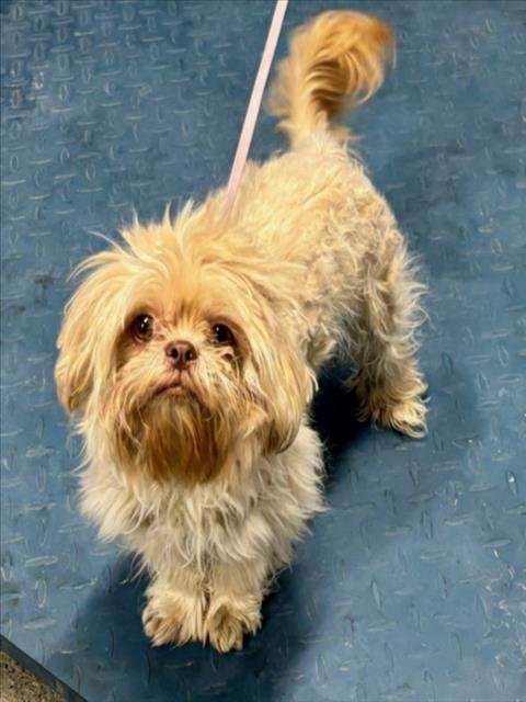 *DAISY - Shih Tzu available for adoption