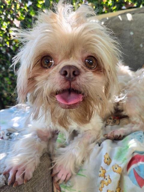 *DAISY - Shih Tzu available for adoption