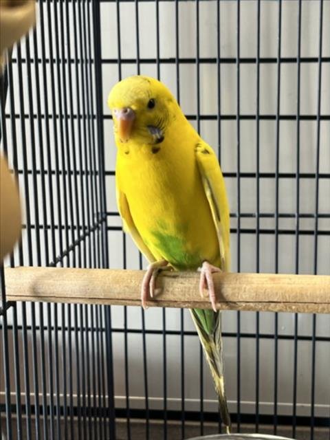A229320 - Parakeet - Other available for adoption