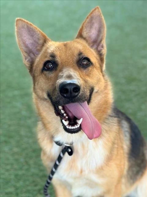 COOKIE - German Shepherd Dog / Australian Cattle Dog/Blue Heeler available for adoption