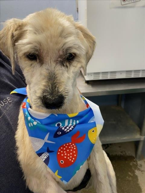 *METEOR - Maltese available for adoption