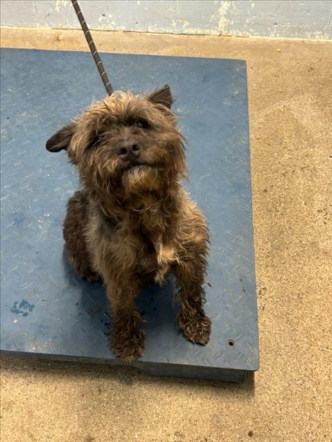 *HARLIE - Poodle (Miniature) / Cairn Terrier available for adoption