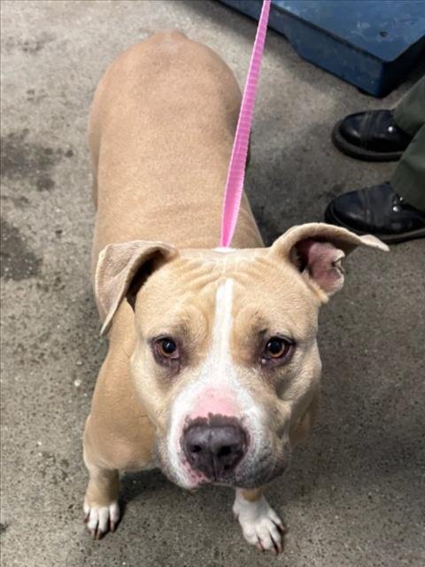 *BALI - Pit Bull Terrier available for adoption