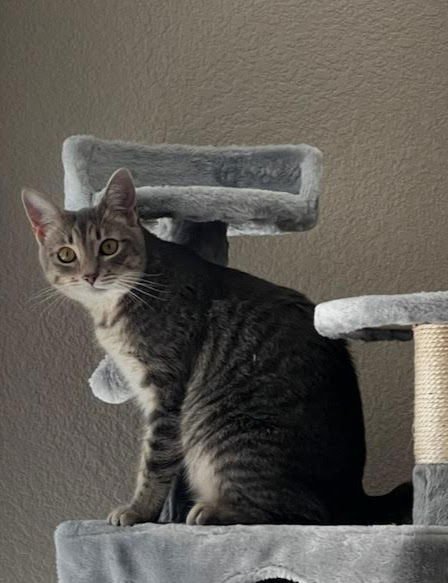 NAYLA - Domestic Short Hair available for adoption